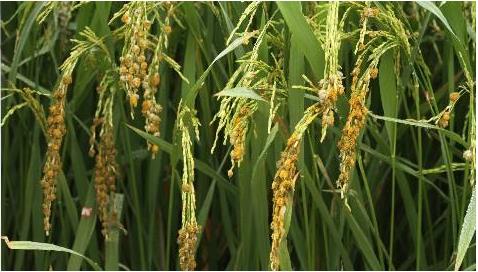 华中农业大学:农业植物病理学课程 华中农业大学:农业植物病理学课程