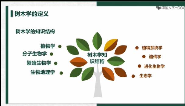 北京林业大学-树木学课程 北京林业大学-树木学课程