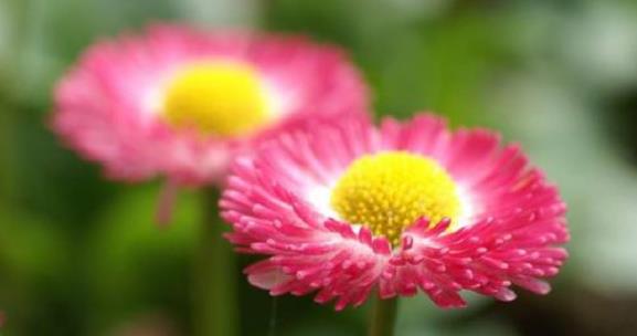 南京林业大学-花卉学课程 南京林业大学-花卉学课程