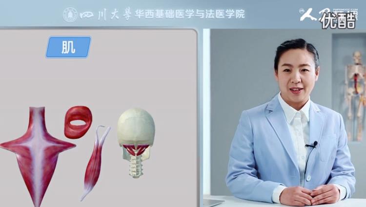 人体系统解剖学mooc 人体系统解剖学mooc