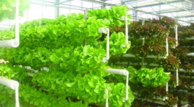 无土栽培技术入门教程 无土栽培技术入门教程