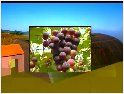 葡萄种植栽培技术专辑视频